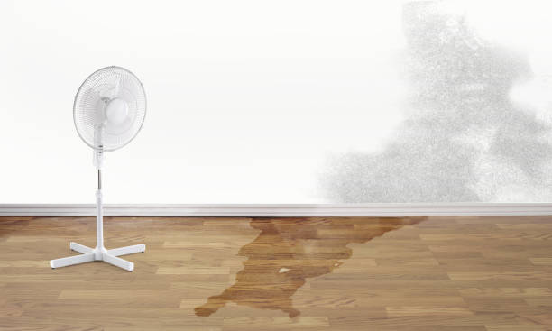 Best Water damage restoration near me  in Jacksonville, AL