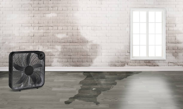 Best Local water damage restoration  in Jacksonville, AL